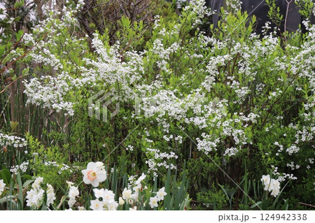 春の庭に咲く白い雪柳の花と水仙の花 春の庭に咲く白い雪柳の花と水仙の花 124942338