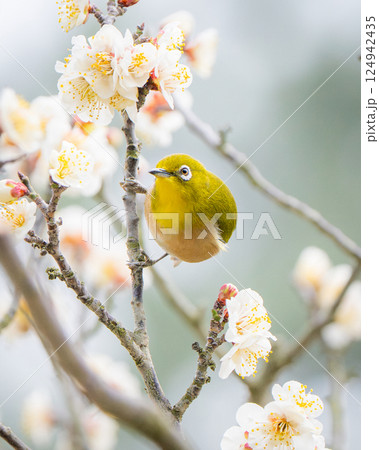 【栗林公園】梅とメジロ 【栗林公園】梅とメジロ 124942435