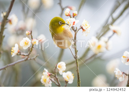 【栗林公園】梅とメジロ 124942452