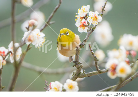 【栗林公園】梅とメジロ 【栗林公園】梅とメジロ 124942459