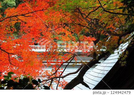 内々神社の紅葉 124942479