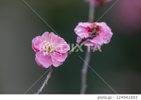 【栗林公園】梅の花 124942803