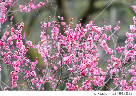 【栗林公園】梅の花 124942818