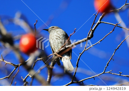 柿と野鳥 124942819