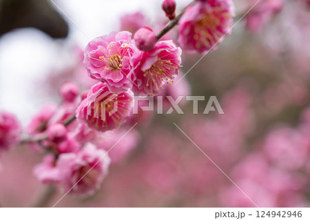 【栗林公園】梅の花 124942946