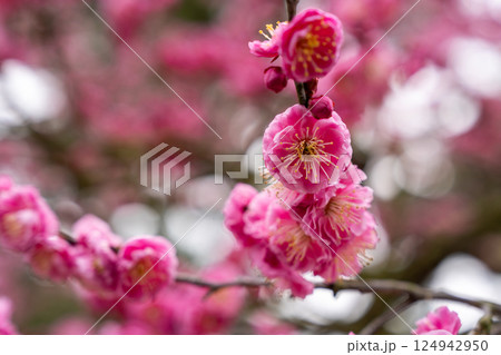 【栗林公園】梅の花 【栗林公園】梅の花 124942950