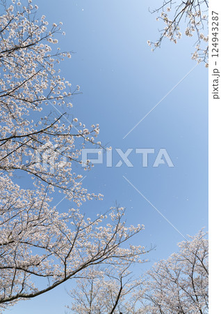 青空に映える桜 青空に映える桜 124943287