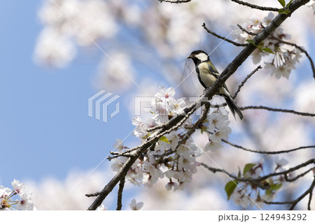 サクラの花とシジュウカラ サクラの花とシジュウカラ 124943292