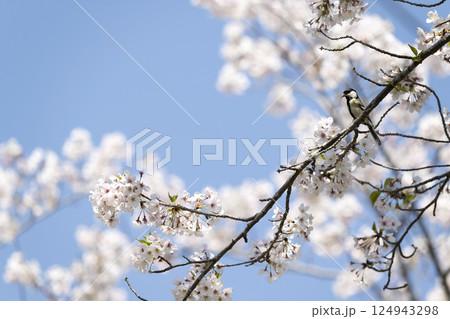 サクラの花とシジュウカラ 124943298