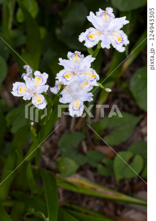 シャガの花 シャガの花 124943305