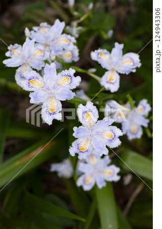 シャガの花 124943306