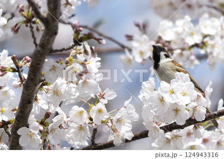 桜の枝にとまる雀 124943316