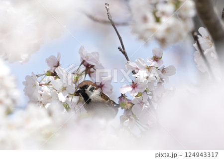 桜の枝にとまる雀 124943317