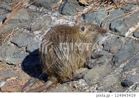 冬鳥 冬鳥 124943419