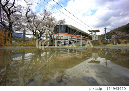 身延線と桜 124943420
