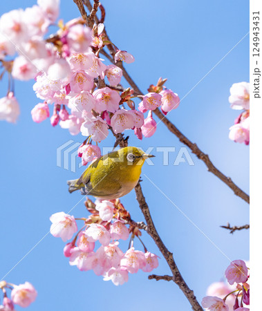 青空を背景にした桜の枝に止まるメジロ 青空を背景にした桜の枝に止まるメジロ 124943431