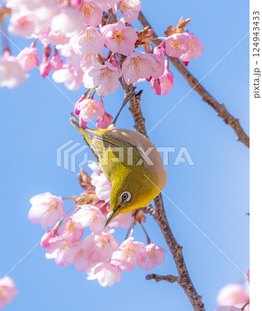 青空を背景にした桜の枝に止まるメジロ 青空を背景にした桜の枝に止まるメジロ 124943433
