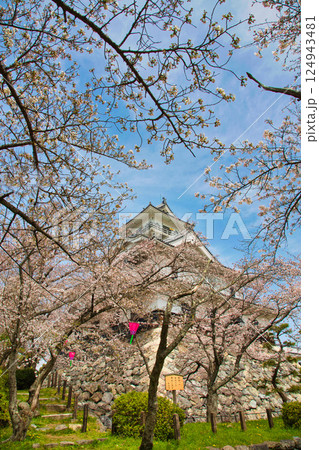 さくらと長浜城 124943481