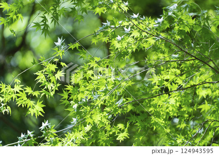 夏　もみじ 124943595