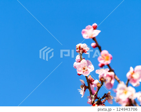 新春を告げる満開の清楚でかわいいほんのり淡いピンクの紅梅 124943706