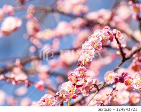 新春を告げる満開の清楚でかわいいほんのり淡いピンクの紅梅 新春を告げる満開の清楚でかわいいほんのり淡いピンクの紅梅 124943723