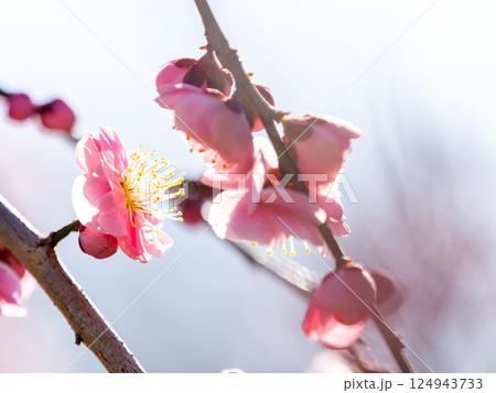 新春を告げる満開の清楚でかわいいほんのり淡いピンクの紅梅 124943733