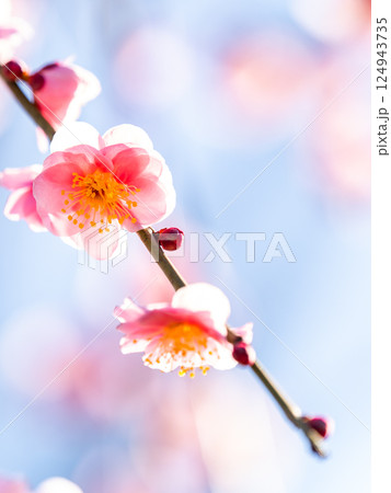 新春を告げる満開の清楚でかわいいほんのり淡いピンクの紅梅 124943735