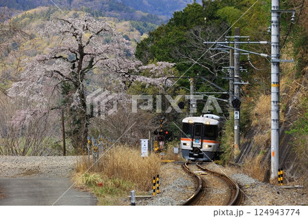 身延線と桜 124943774