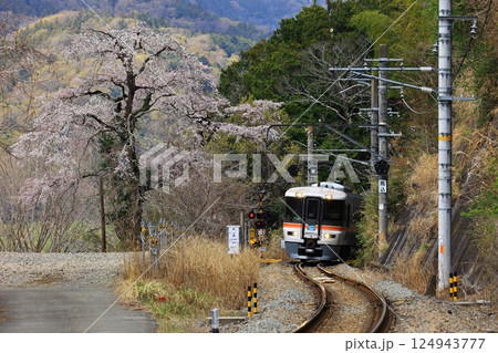身延線と桜 124943777