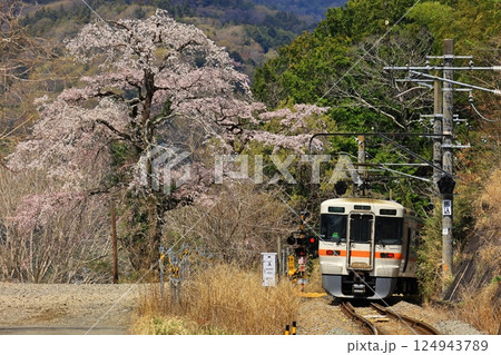 身延線と桜 身延線と桜 124943789