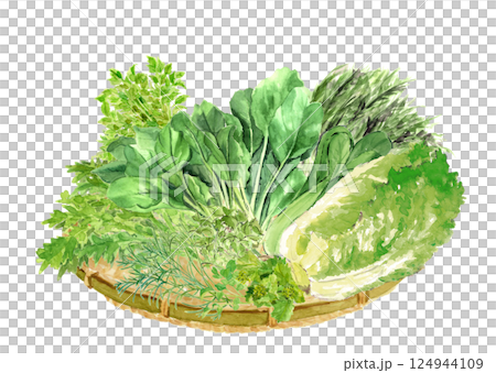 水彩で描いたザルに盛った葉物野菜セットのイラスト【手描き】白バック 透過背景 124944109