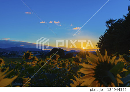 ひまわり畑と青空 124944533