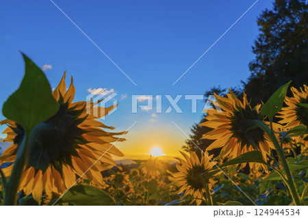ひまわり畑と青空 124944534