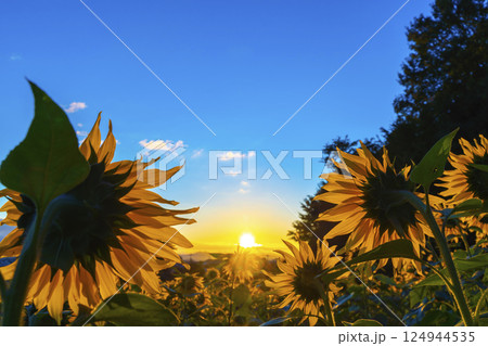 ひまわり畑と青空 ひまわり畑と青空 124944535