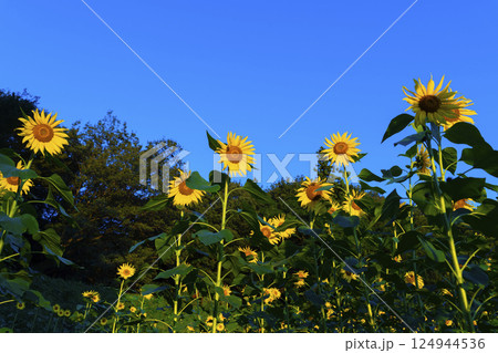 ひまわり畑と青空 124944536