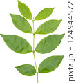 Green leaf. 124944572
