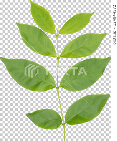 Green leaf. Green leaf. 124944572
