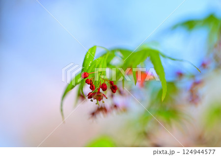 モミジの花と若葉の新緑　城山公園　桶川市　 124944577