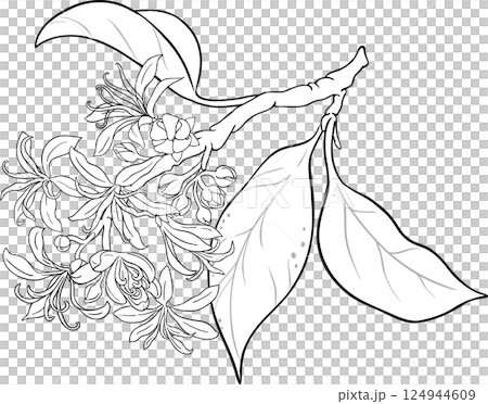 Calodendrum Branch with Flowers Outline Illustration. 124944609