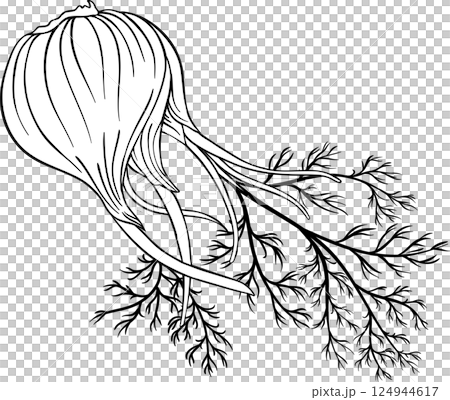 Fennel Outline Illustration 124944617