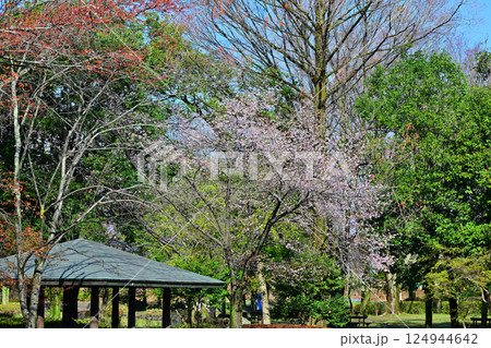 満開 城山公園の桜 桶川市 満開 城山公園の桜 桶川市 124944642
