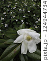 白い大きな花　タイサンボク 124944734