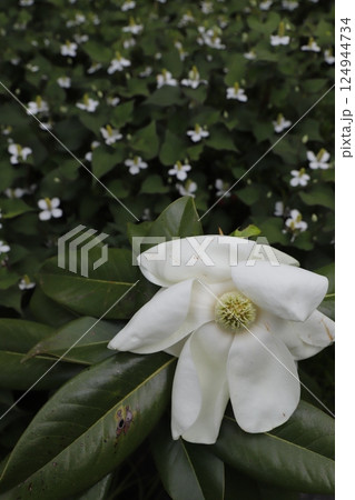 白い大きな花　タイサンボク 124944734