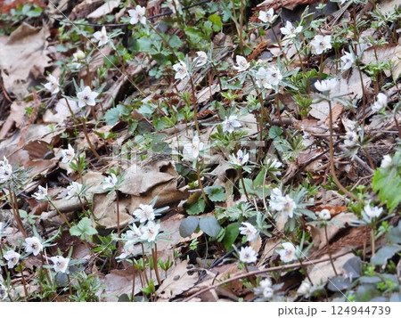 福寿草群生地に咲く福寿草 福寿草群生地に咲く福寿草 124944739