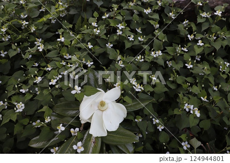 白い大きな花 タイサンボク 白い大きな花 タイサンボク 124944801