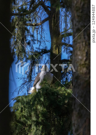 Goshawk (Accipiter gentilis) on a branch 124944887