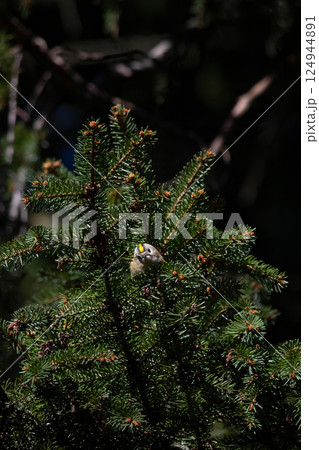Goldcrest,A bird flies from branch to branch in search of food Goldcrest,A bird flies from branch to branch in search of food 124944891