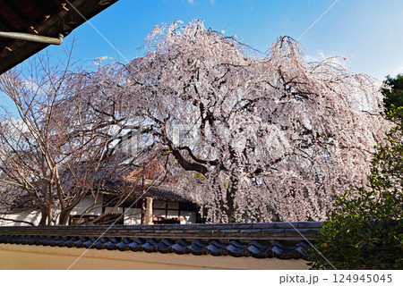本満寺枝垂れ桜 本満寺枝垂れ桜 124945045
