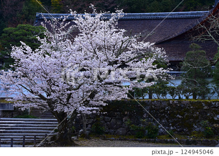 南禅寺の桜 南禅寺の桜 124945046