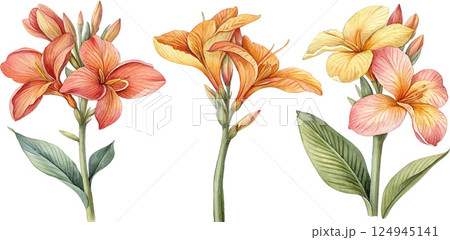 Watercolor Canna Lilies 124945141